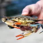 photo of a person holding crab