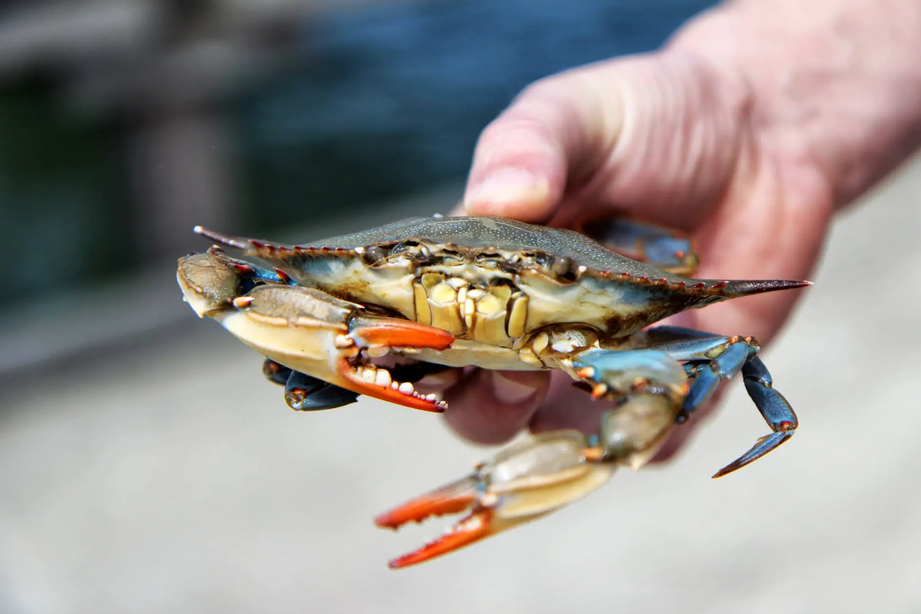 photo of a person holding crab