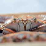 close up photo of crab