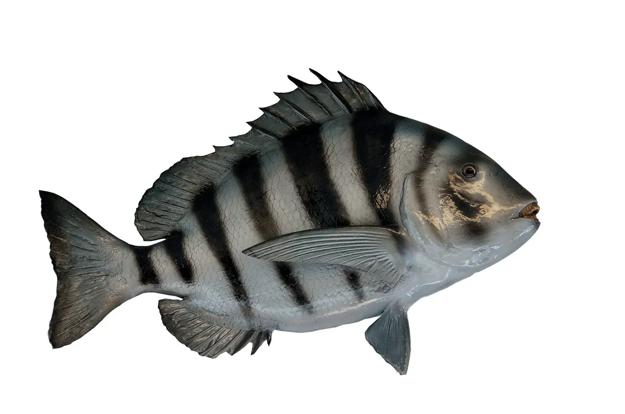 North Carolina Inshore Fish