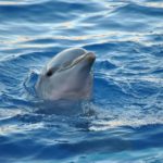 dolphin tours charleston sc