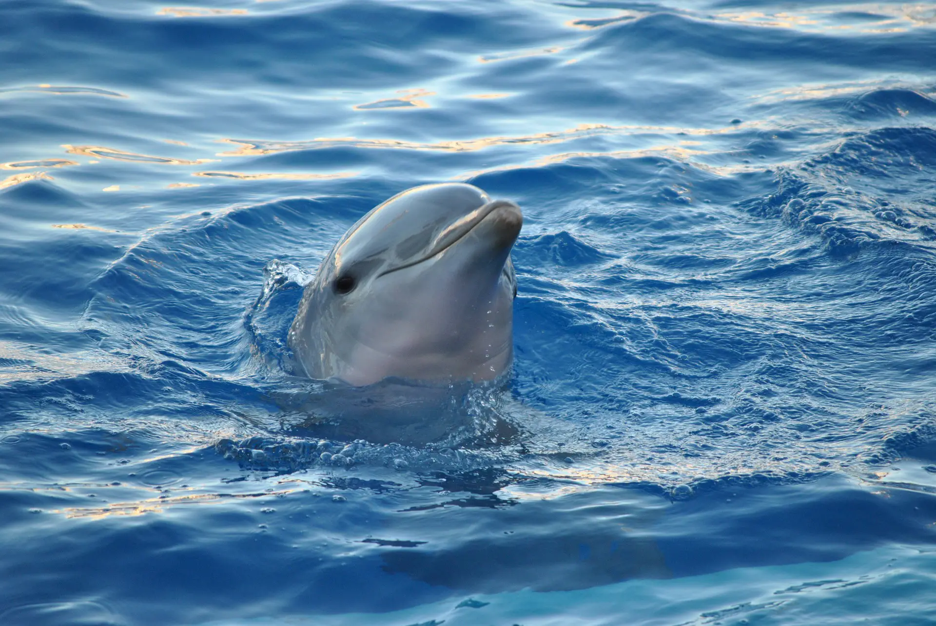 dolphin tours charleston sc