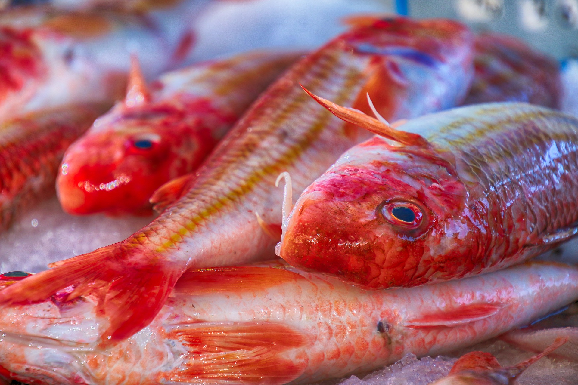 How To Buy Red Mullet