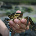 Cleaning Blue Crab