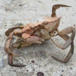 Georgia Crabbing for Stone Crabs