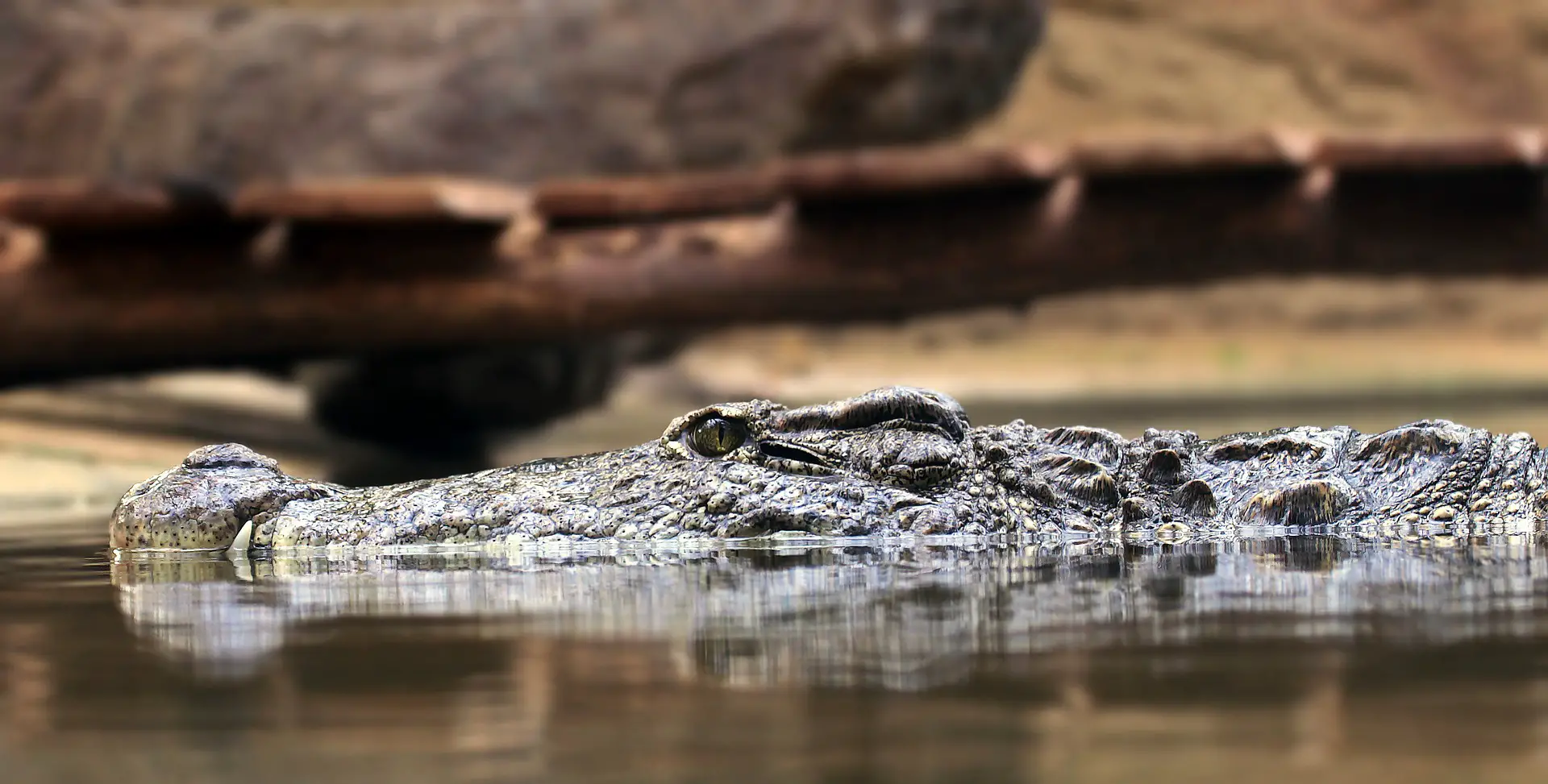 Крокодил свинья. Миссисипский Аллигатор Сатурн. Фотообои крокодил.