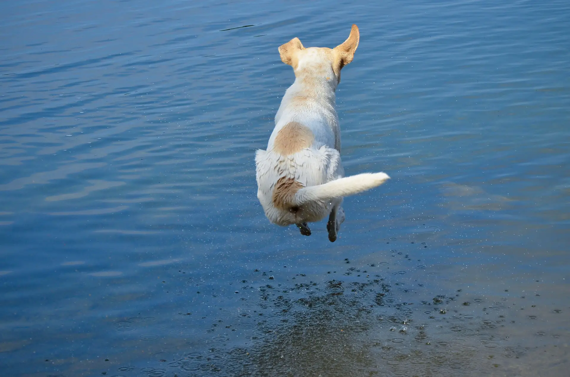 Dogs swimming in coastal regions