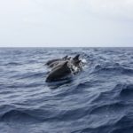Dolphin sighting Georgia