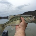 Spotted bass vs. white bass