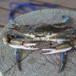 A blue crab sitting on a dock piling