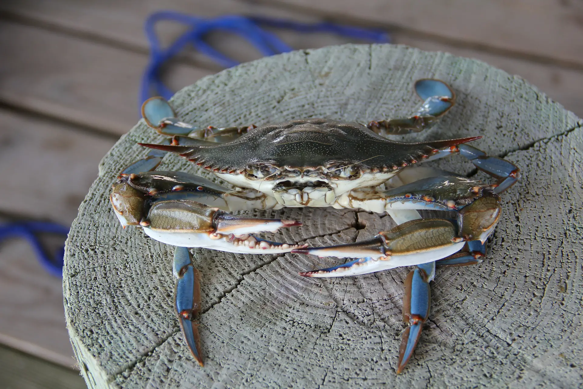 A blue crab sitting on a dock piling