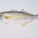 an artistic drawing of a bluefish