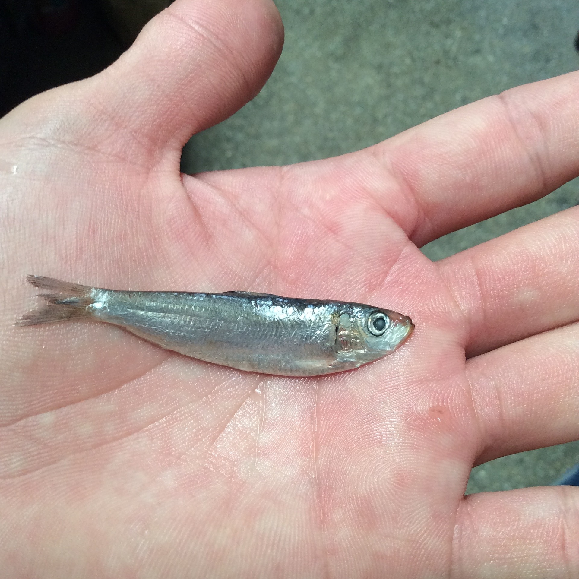 Person holding a minnow at a bait shop near me
