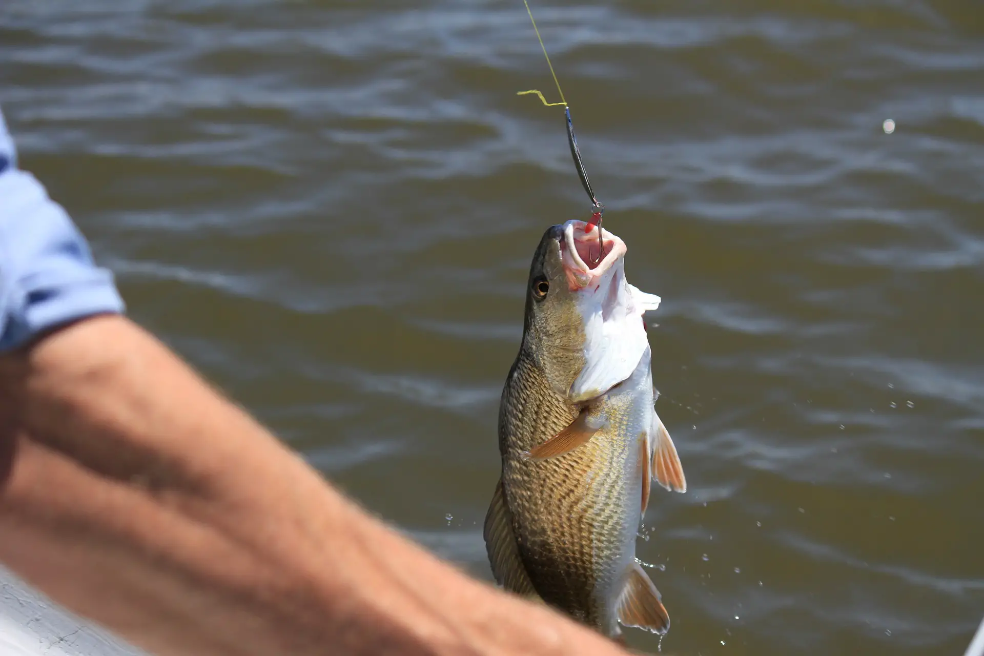 A redfish on the hook caught by a fisherman