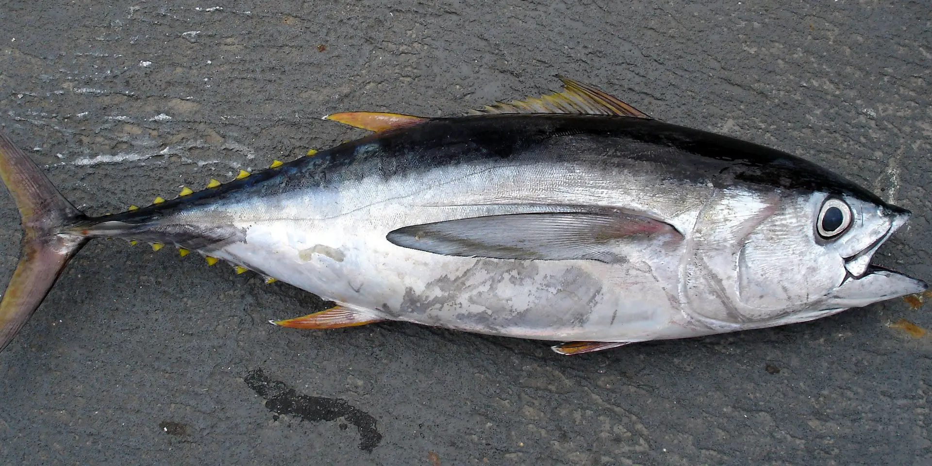 A freshly caught blackfin tuna laying on the dock