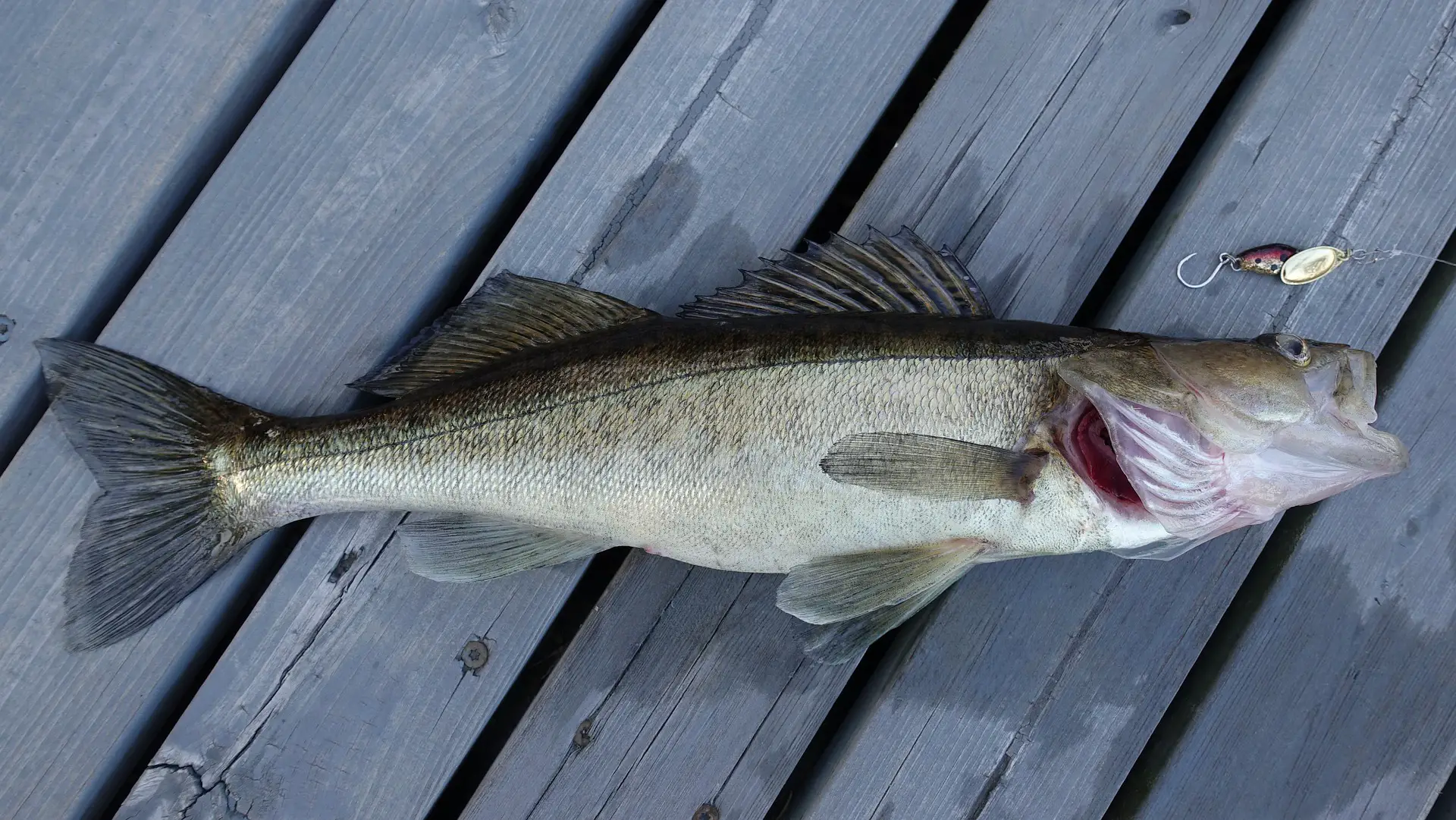 A freshly caught walleye laying on the dock caught by a fisherman