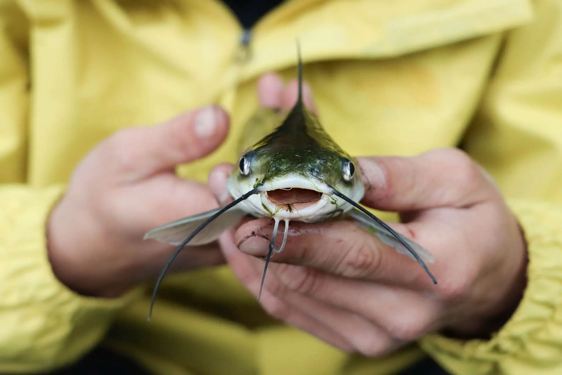 Person holding a catfish in its hands