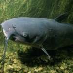 Channel catfish swimming in the water