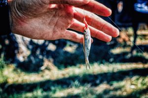 Fishing with live or dead bait