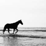 Horse Walking On The Beach Southern United States