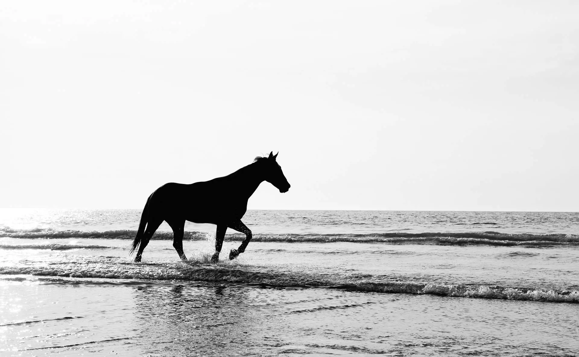 Horse Walking On The Beach Southern United States