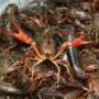 Large bowl of live crawfish