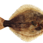 An artistic drawing of a flounder fish