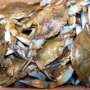 Live blue crabs in a box