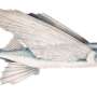 A four winged flying fish