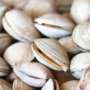 Fresh clams used to make clam chowder