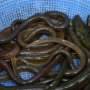 A basket of freshwater eels