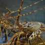 A cluster of spiny lobster