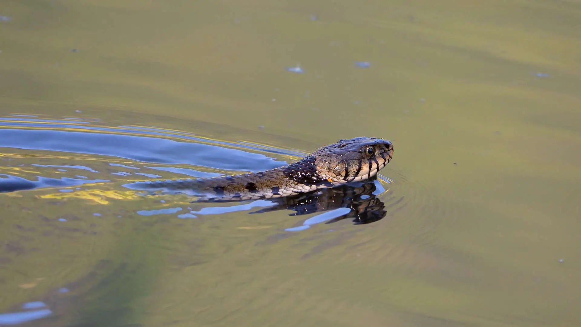 A snake swimming across the surface of the water