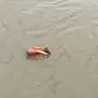 A fiddler crab on a wet beach