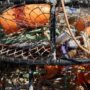 Crab traps are baited with chicken necks