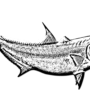 A drawing of an amberjack fish