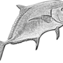 A drawing of a pompano fish