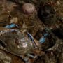 A blue crab sitting in the water