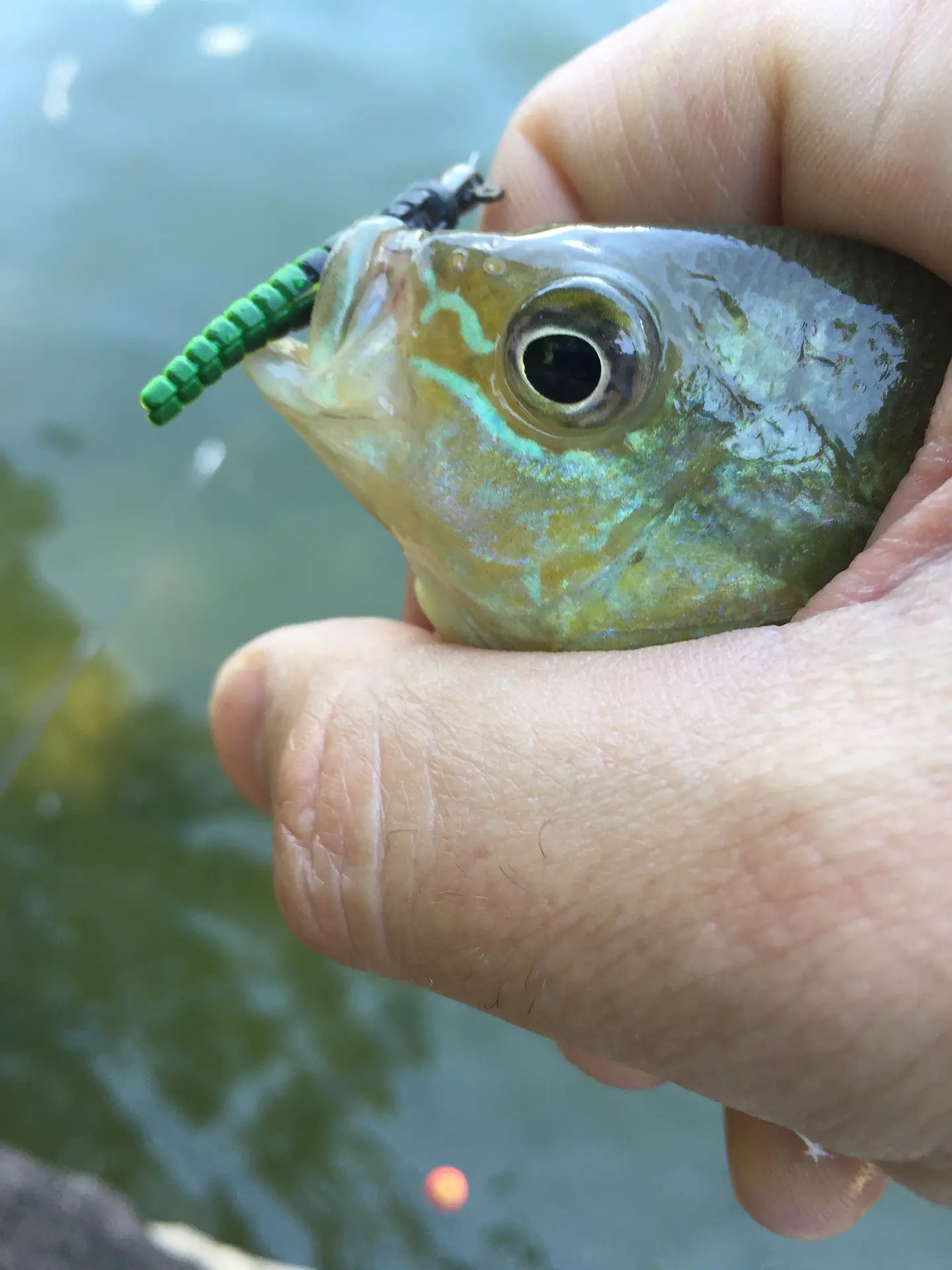 An angler holding a caught sunfish