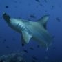 A hammerhead shark swimming with fish