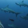 A school of hammerhead sharks
