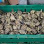 A bin of raw oysters