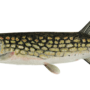 Pickerel is a popular gamefish