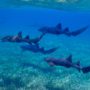 A school of nurse sharks swimming together