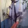 Two swordfish hanging by the tails