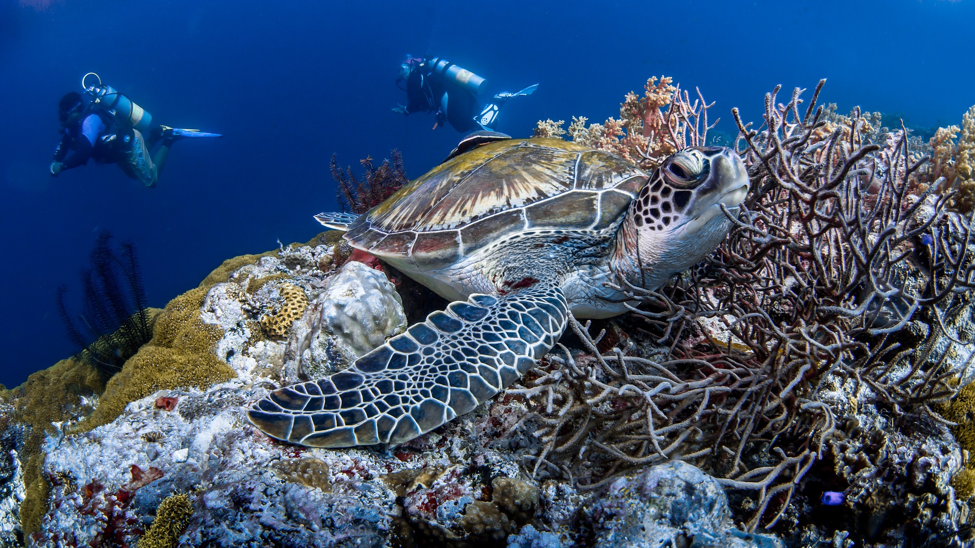 A sea turtle on a reef with divers