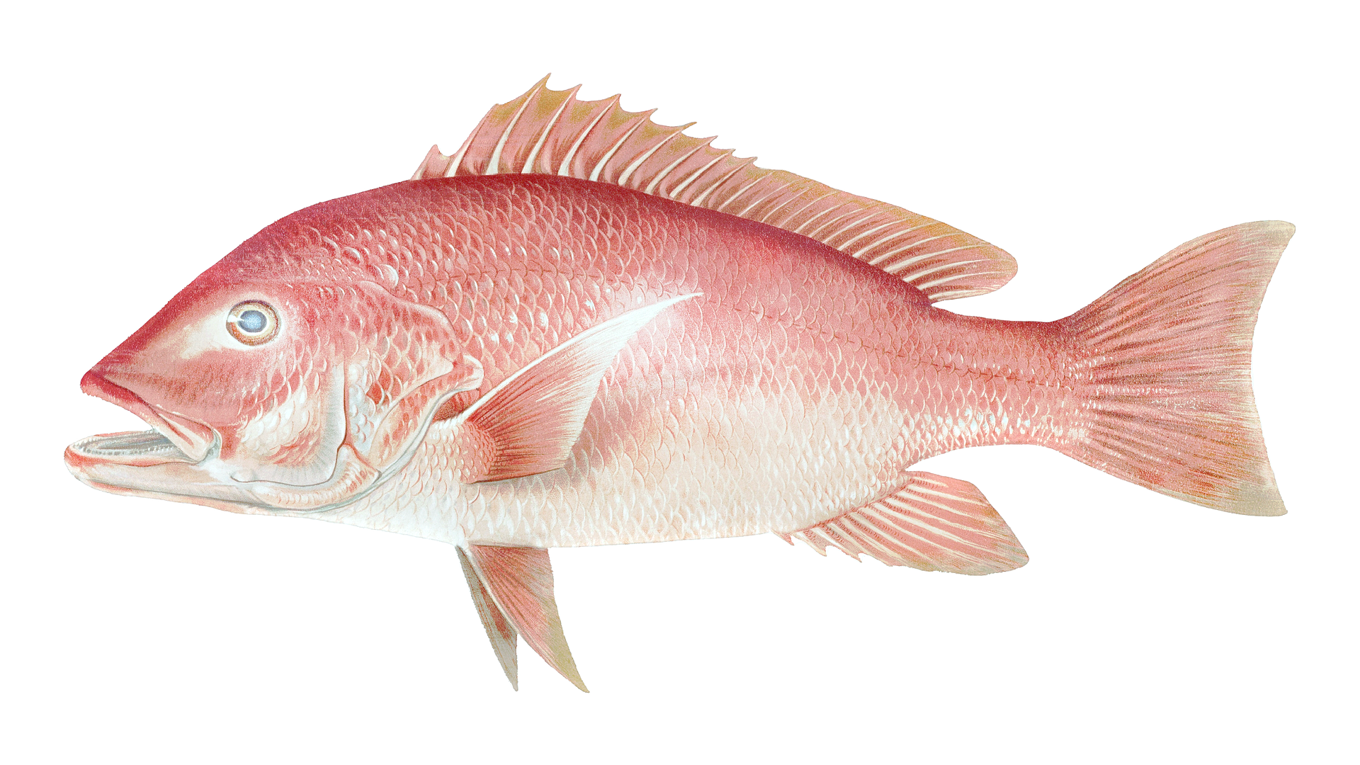 A red snapper fish